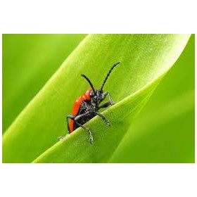 Pest Control St Augustine: Jason Crabb